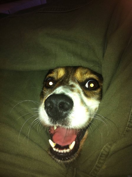 Собаки для мемов