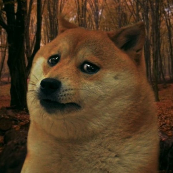 Doge плачет