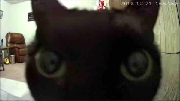 Кот близко к камере