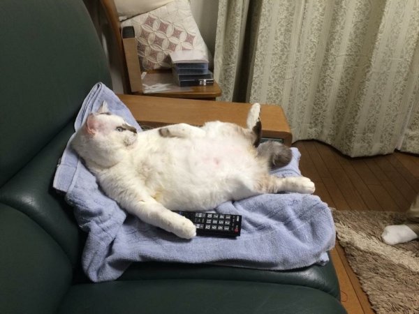 Кот на диване