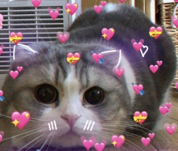 Милые коты с сердечками