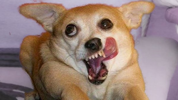 Упоротый чихуахуа