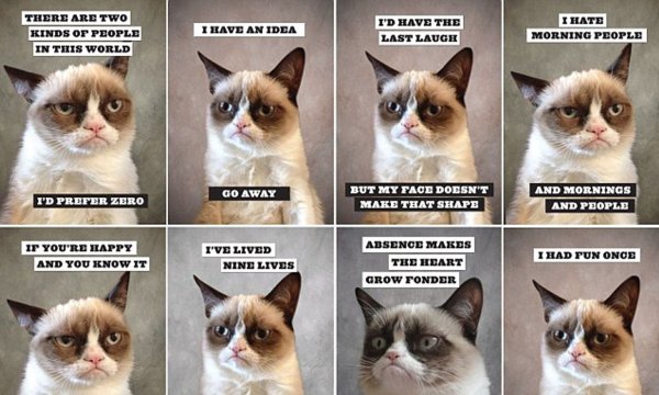 Кот на русском языке