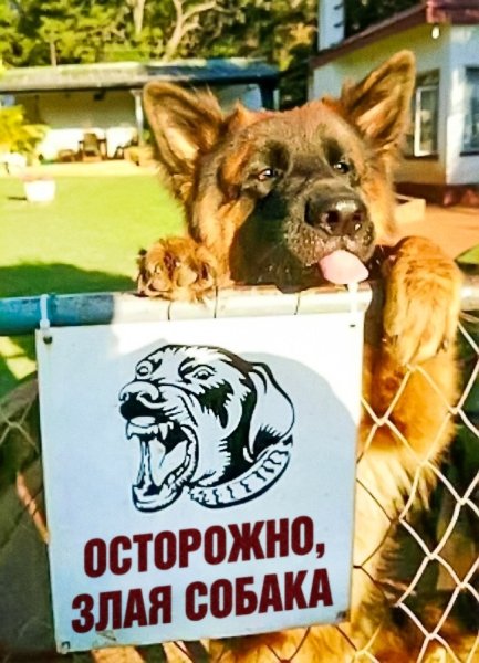 Осторожно, злая собака!