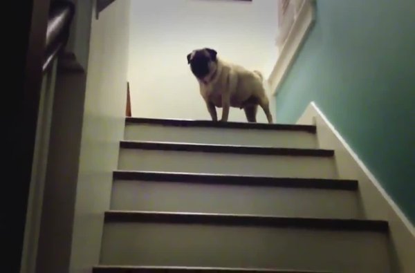 Собака спускается с лестницы