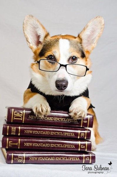 Честер корги