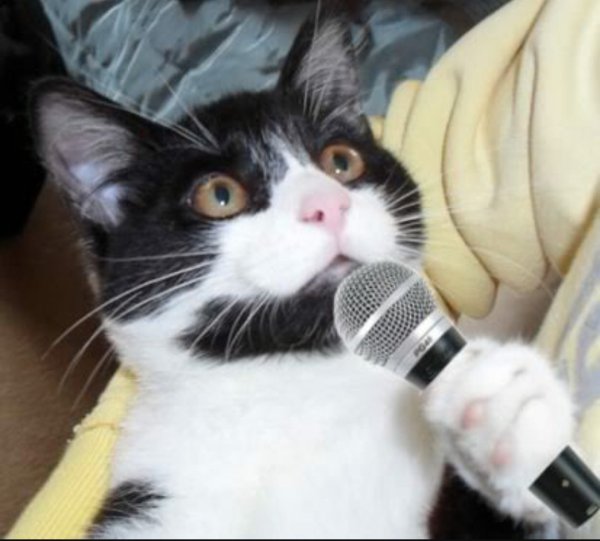 Кот с микрофоном