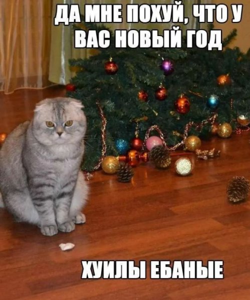 Кот и Новогодняя елка мемы