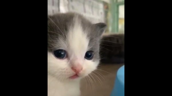 Котик Хе Хе