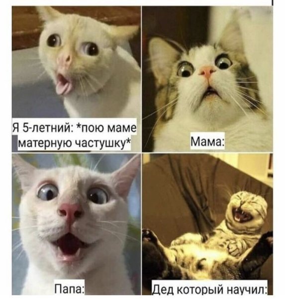 Мемы с котами