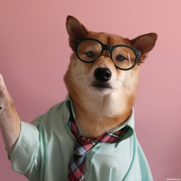 Звери в очках