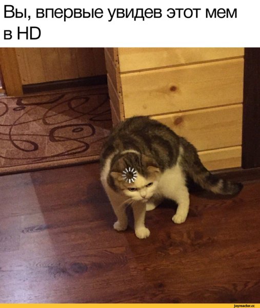 Не понял Мем кот
