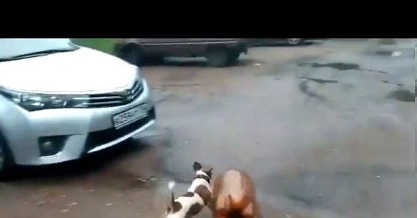 Взрыв пивной кеги с собакой