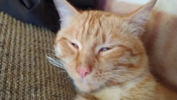 Рыжий косой котик