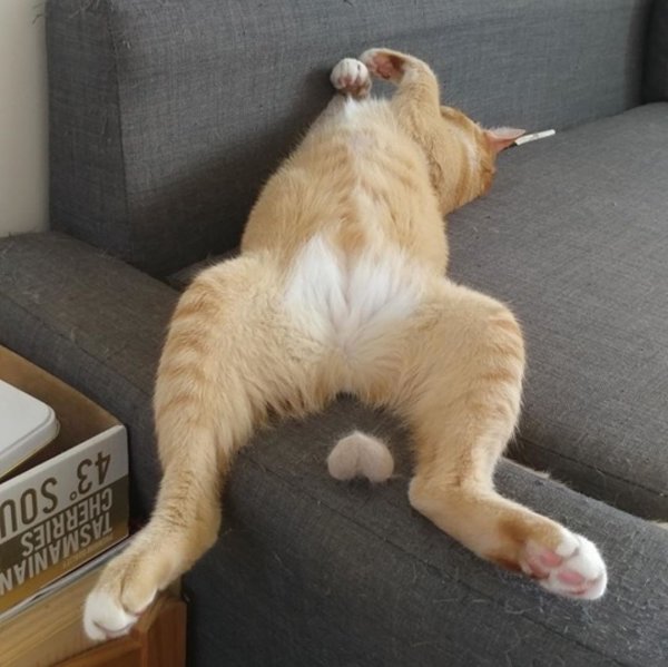 Кошачьи яйца