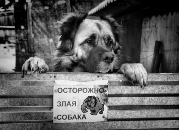 Злая собака добрая собака