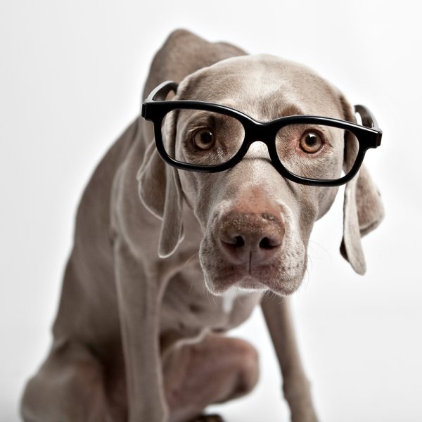 Животные в очках