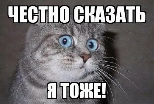 Я тоже кот