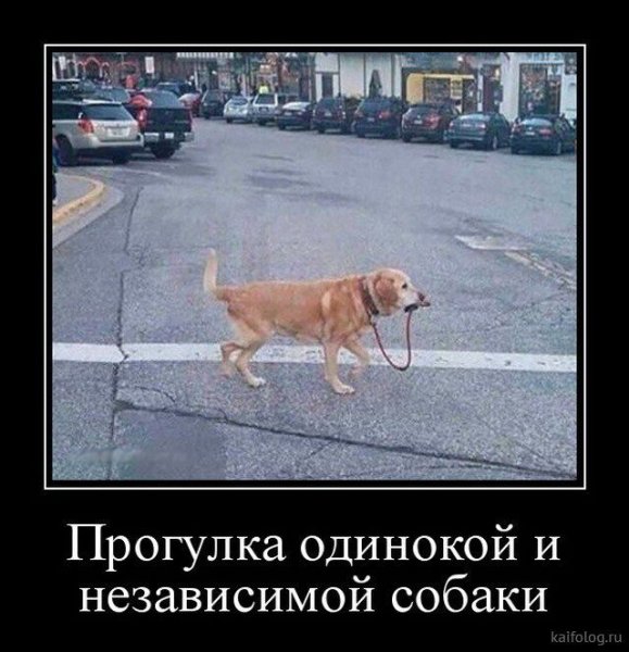 Демотиваторы с собаками смешные