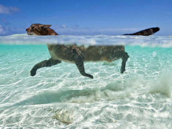 Собака у моря