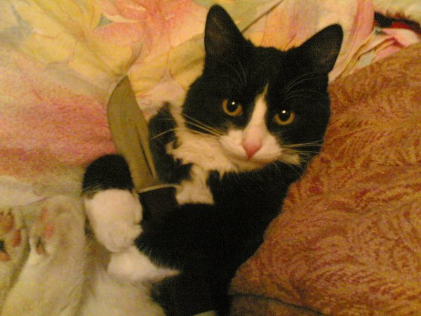 Кот с ножом