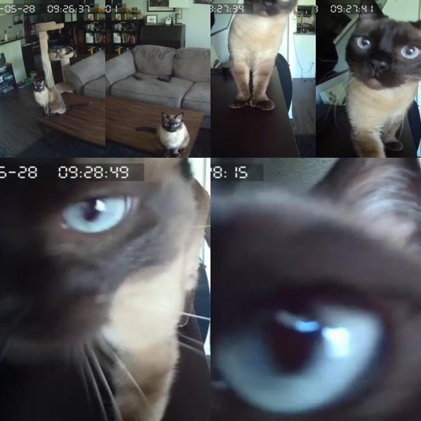 Кот с камерой