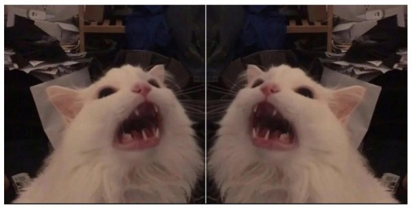 Орущий кот Мем