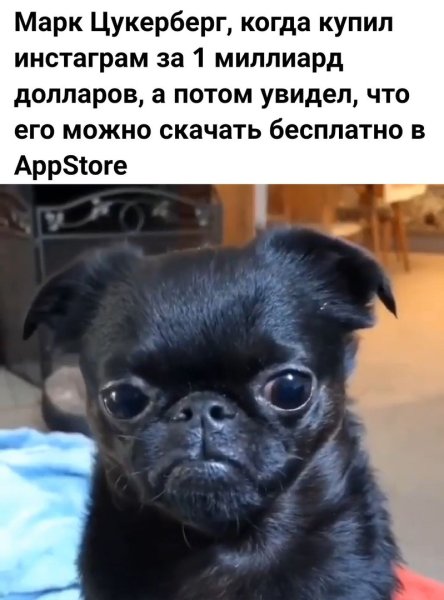 Собака говорит Аргументный аргумент