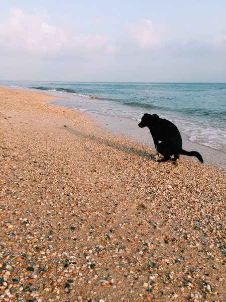 Собака у моря Мем