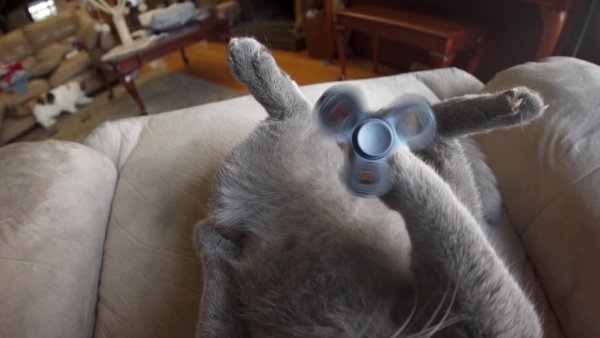 Камера для котов