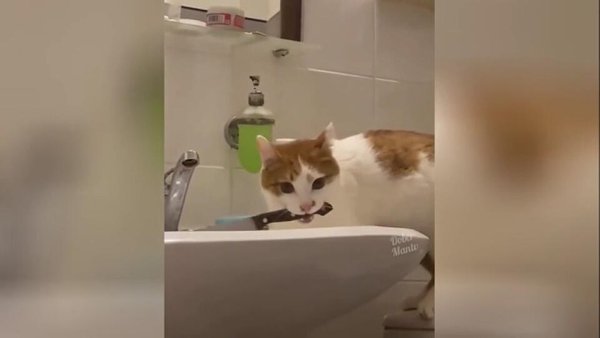 Кот с ножом в ванной