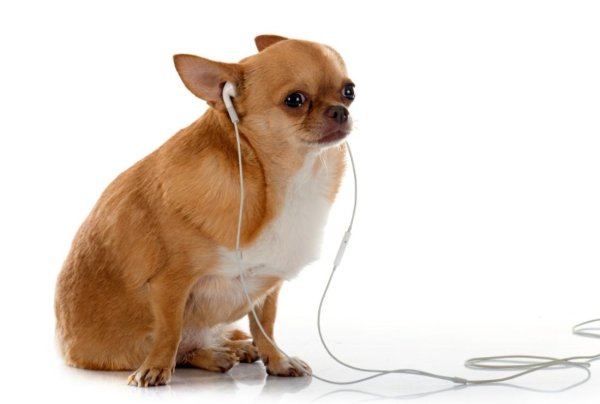 Чихуахуа Мем