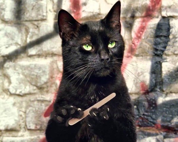 Кот с пилочкой