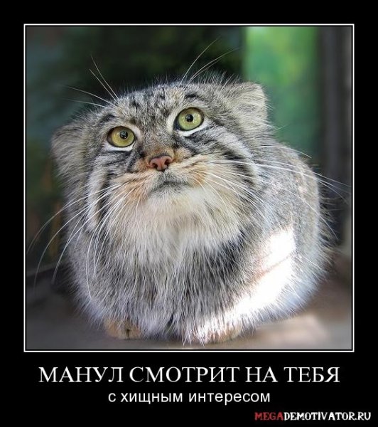 Погладь кота погладь кота