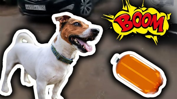 Собака из мема с кегой