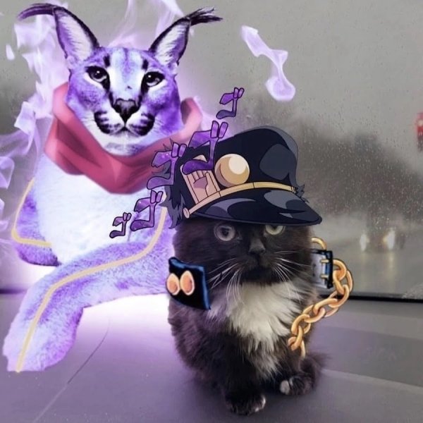 Кот в машине