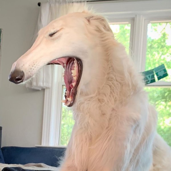 Русская псовая борзая Эрис