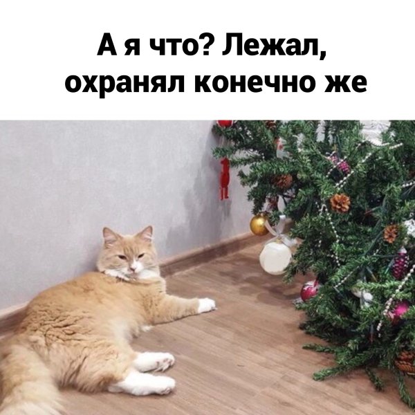 Кот уронил елку с надписями
