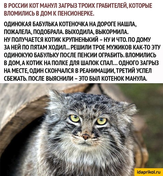 Дикий Лесной кот Манул