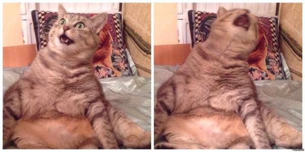Кот наелся