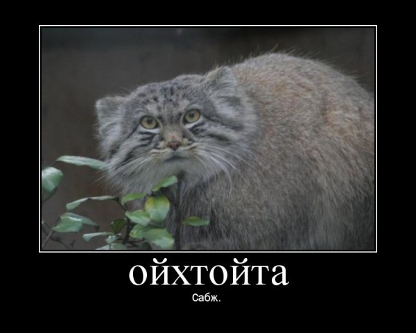 Манул погладь кота Мем