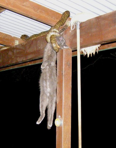 Кот повесился