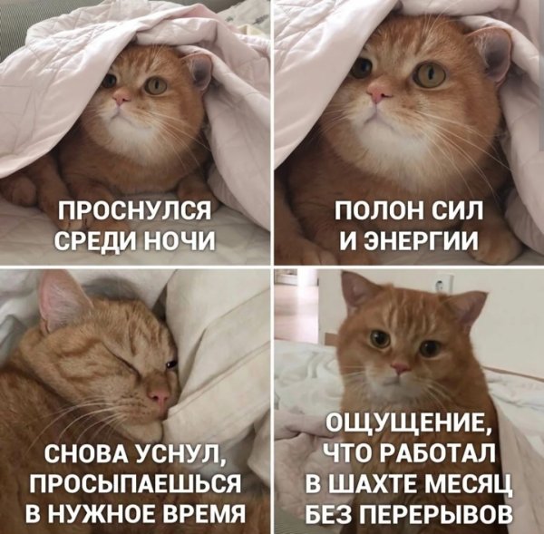 Мемы с котами и надписями