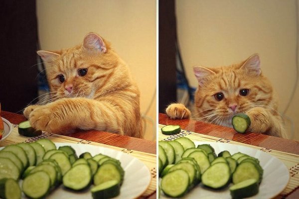 Мемы с котами и едой