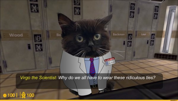 Мемы с котом