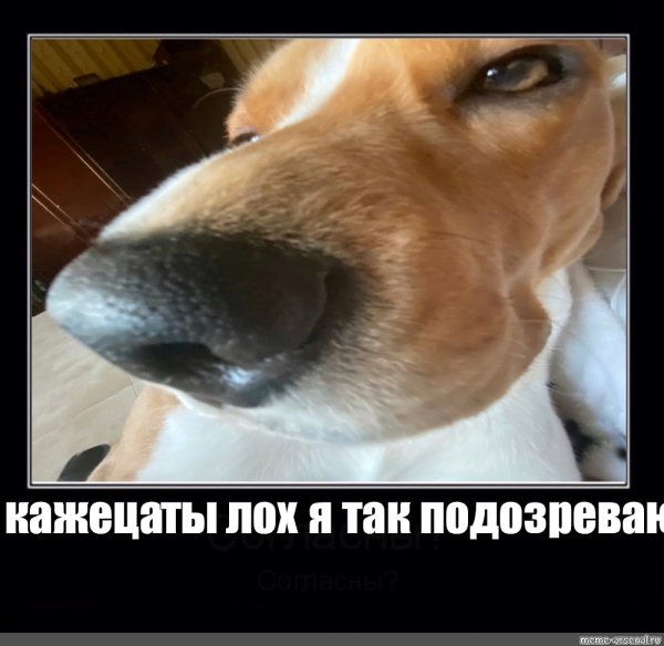 Собака носом в камеру Мем