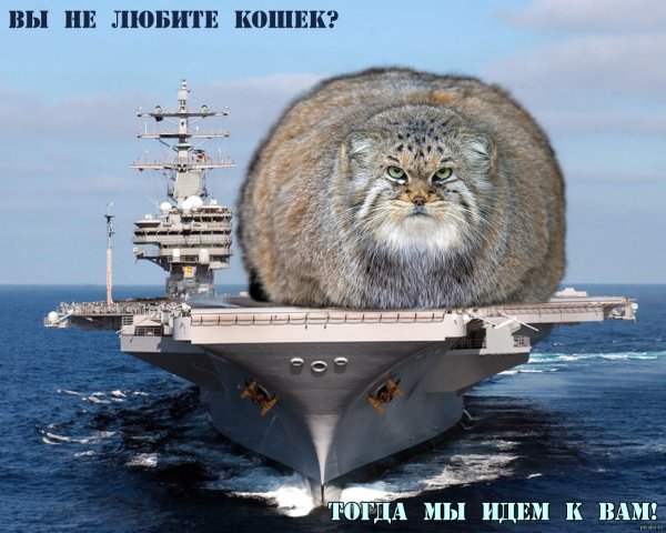 Манул и Медведев