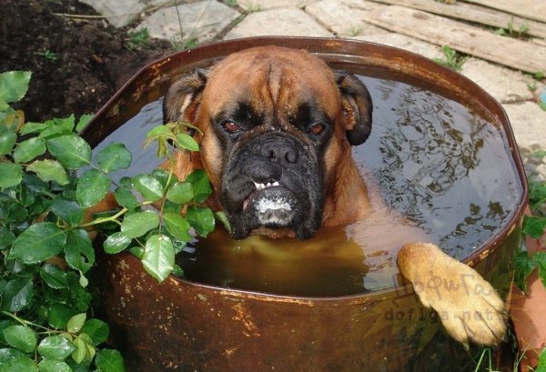 Собака на даче