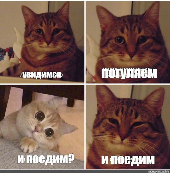 Мемы с кокотам