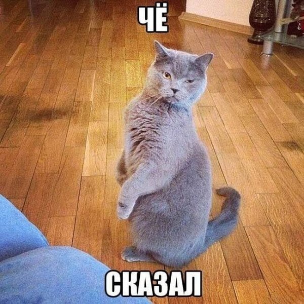 Мемы с кошками